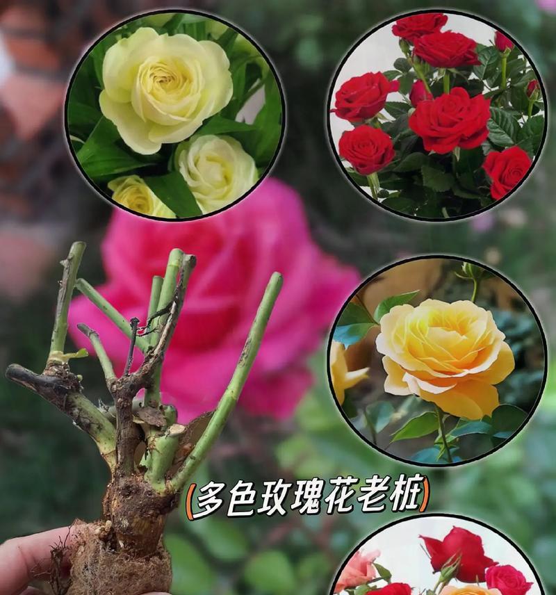 玫瑰花桩修剪成形的技巧有哪些？