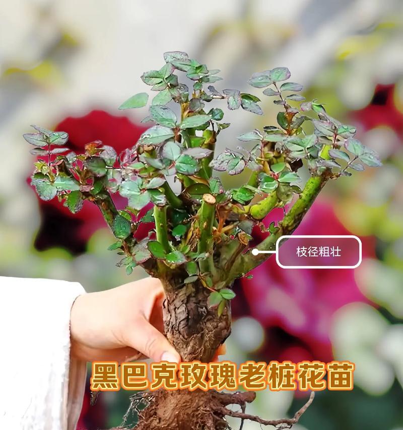 玫瑰花桩修剪成形的技巧有哪些？