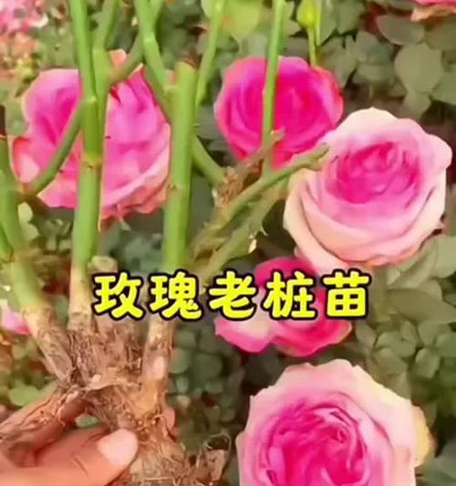 玫瑰花桩修剪成形的技巧有哪些？
