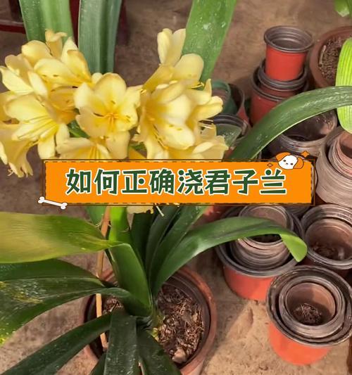 君子兰扦插适合用什么泥土？扦插后君子兰如何养护？