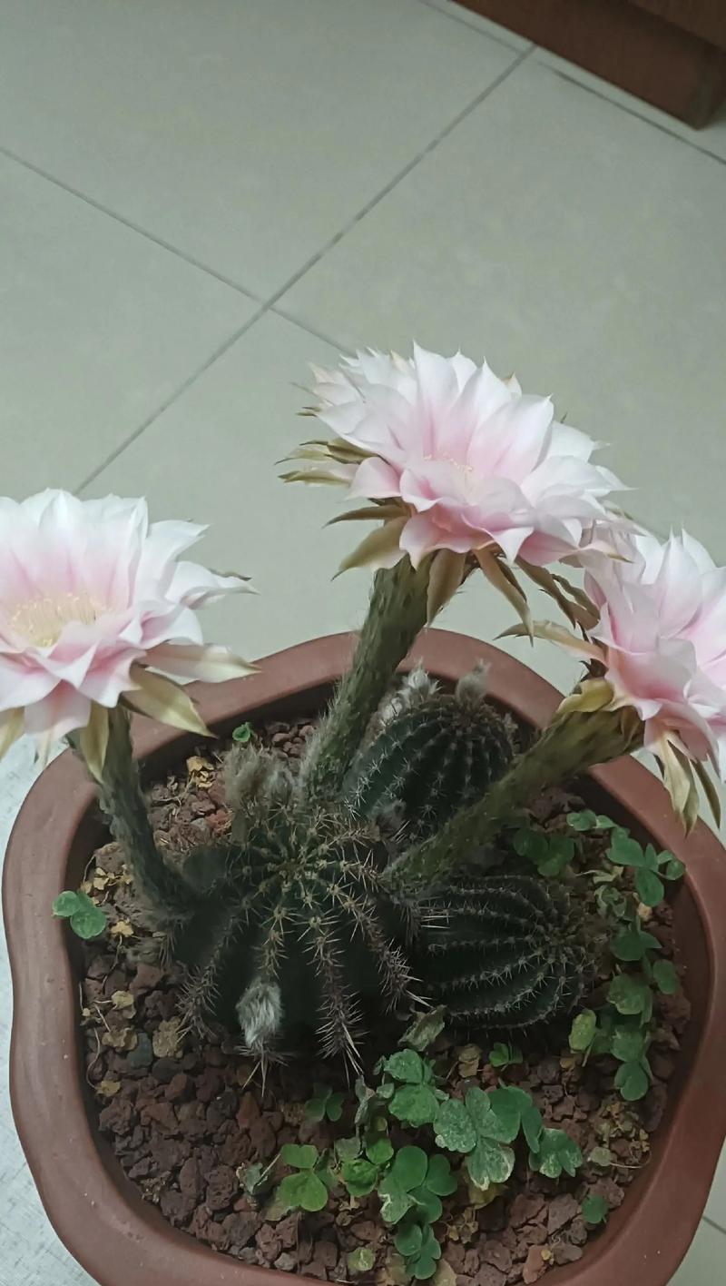 雪糕仙人球的开花颜色是什么？