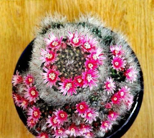 仙人球如何养护才能开花？蔓藤花园仙人球的养殖技巧是什么？