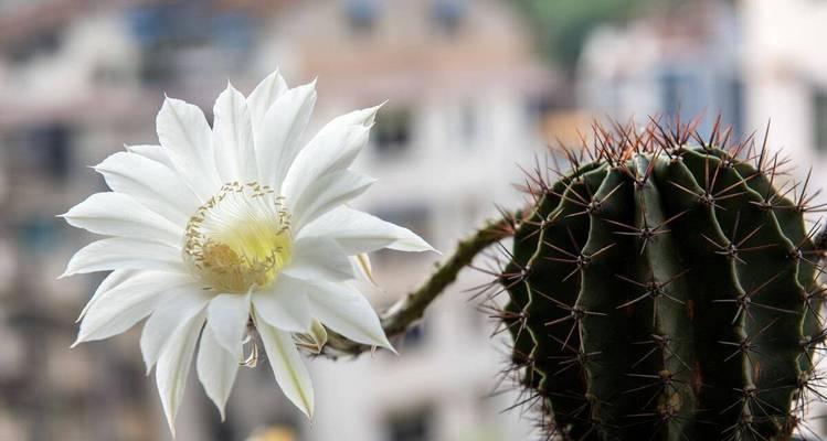 仙人球如何养护才能开花？蔓藤花园仙人球的养殖技巧是什么？
