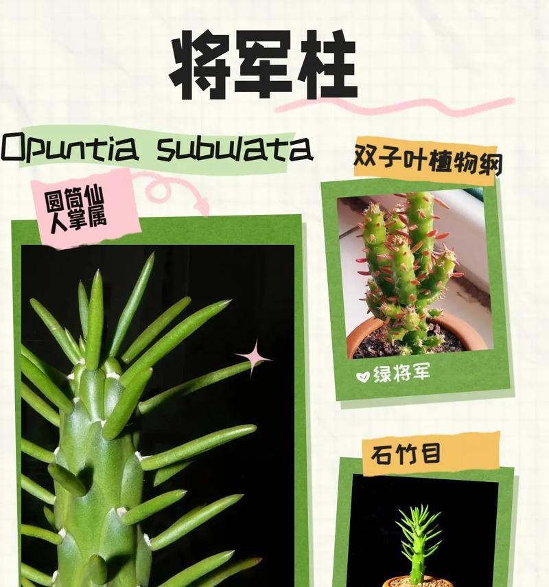 仙人球如何养护才能开花？蔓藤花园仙人球的养殖技巧是什么？