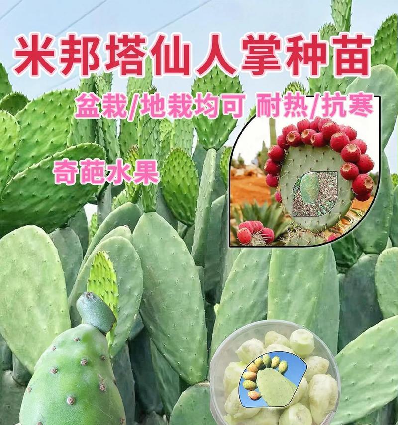 仙人掌重叠种植的方法是什么？