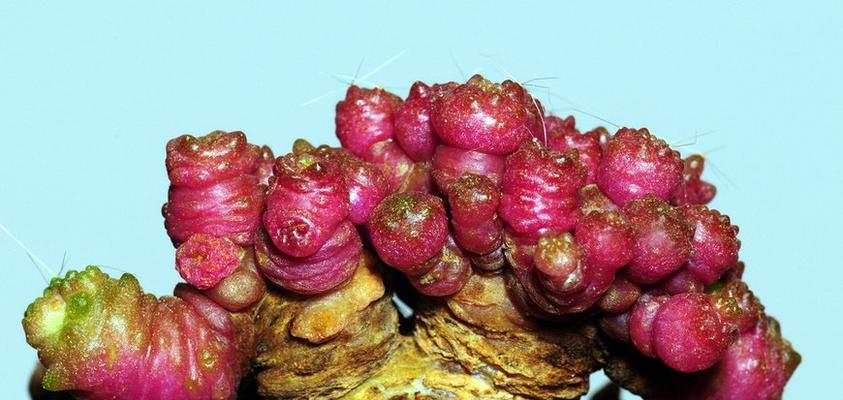 河沙石种植仙人球的步骤是什么？