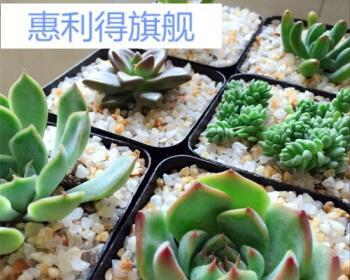 河沙石种植仙人球的步骤是什么？