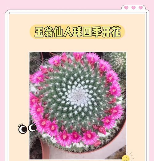 山东仙人球什么时候入室过冬？仙人球过冬的正确方法是什么？