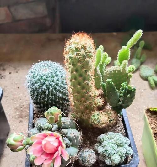 仙人球秋冬季节如何养护才能开花？