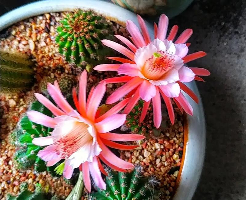 仙人球秋冬季节如何养护才能开花？