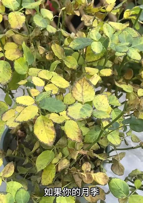 玫瑰花黄叶问题如何解决？有哪些方法？