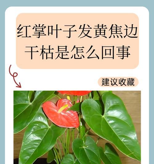 玫瑰花黄叶问题如何解决？有哪些方法？