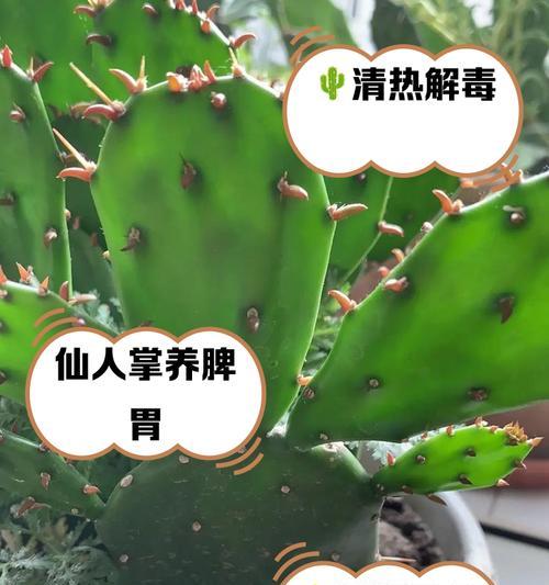 使用大颗粒土种植仙人掌需要注意什么？