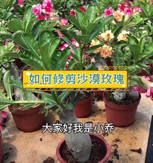 立体玫瑰花的剪法有哪些？