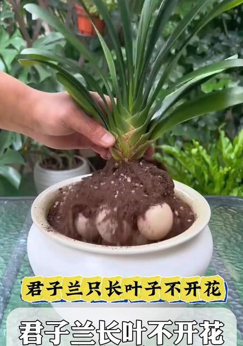 君子兰晒太阳后叶子变黄如何解决？