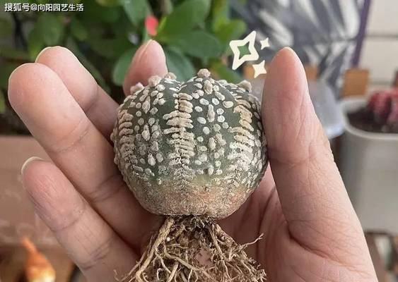 给仙人球浇水需要注意什么？浇水不当会有什么后果？