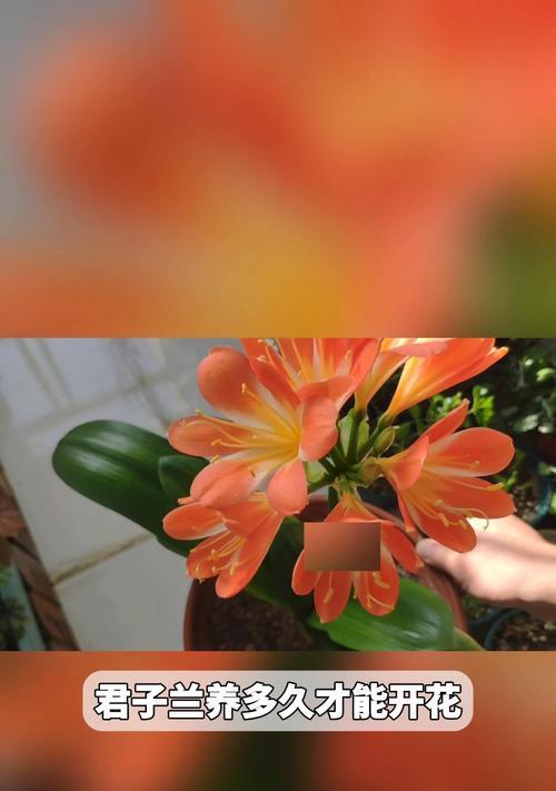 好大的君子兰怎么养才能开花？有什么特别的方法吗？