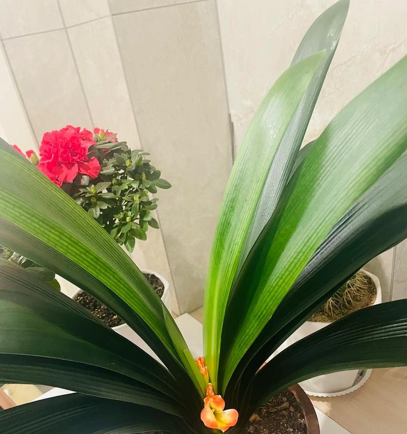 好大的君子兰怎么养才能开花？有什么特别的方法吗？