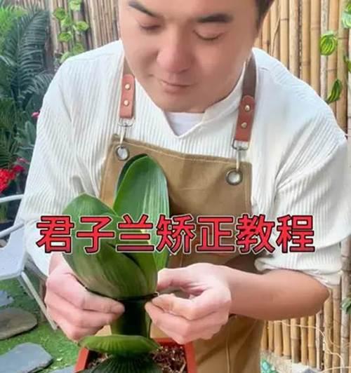 君子兰叶子不整齐的原因是什么？