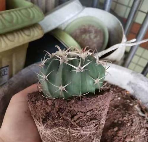 仙人球大红草种植有哪些技巧？