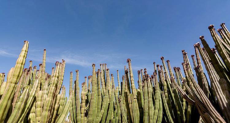家庭花园中仙人掌的种植技巧是什么？
