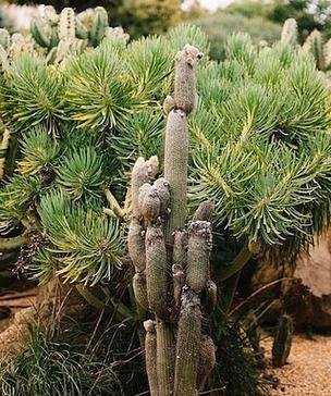 家庭花园中仙人掌的种植技巧是什么？