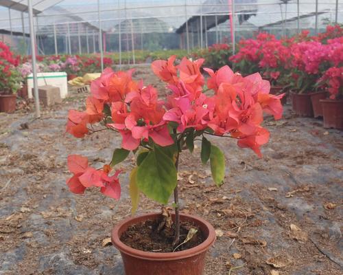 玫瑰花插枝方法是什么？如何确保成活率？