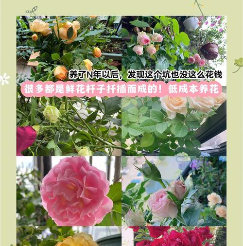 玫瑰花插枝方法是什么？如何确保成活率？