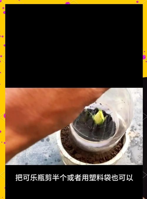 玫瑰花插枝方法是什么？如何确保成活率？