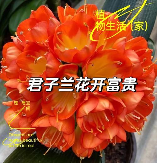 君子兰栽培的最佳方法是什么？