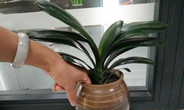 大花型君子兰的养护方法有哪些？