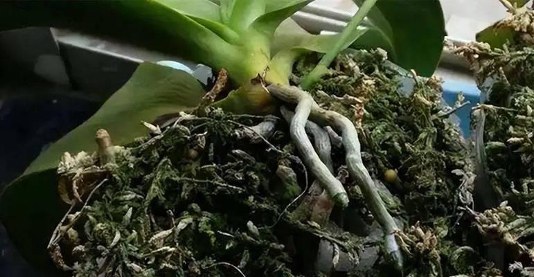 君子兰长白虫怎么办？识别和处理方法是什么？