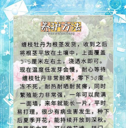 牡丹花小素花的养护技巧有哪些？