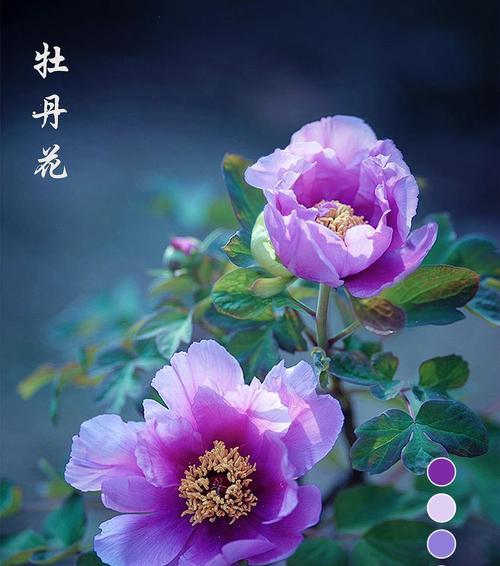 牡丹花小素花的养护技巧有哪些？