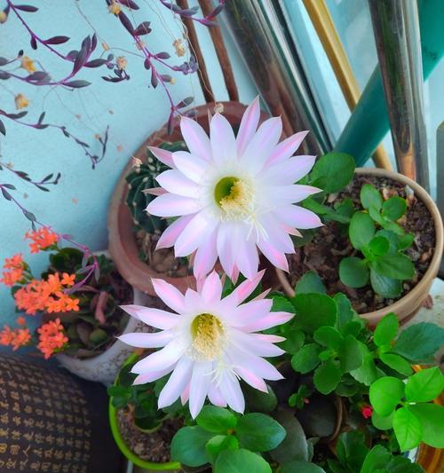 如何养护长花的仙人球？
