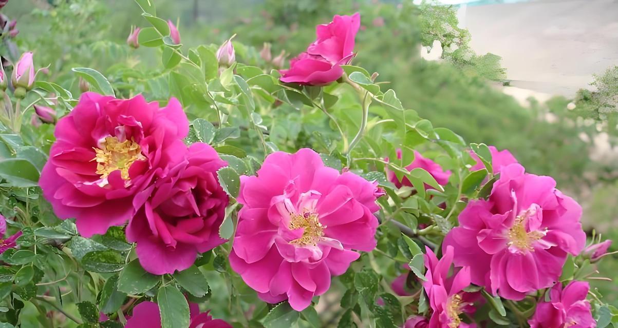 哪种玫瑰花开花最漂亮？