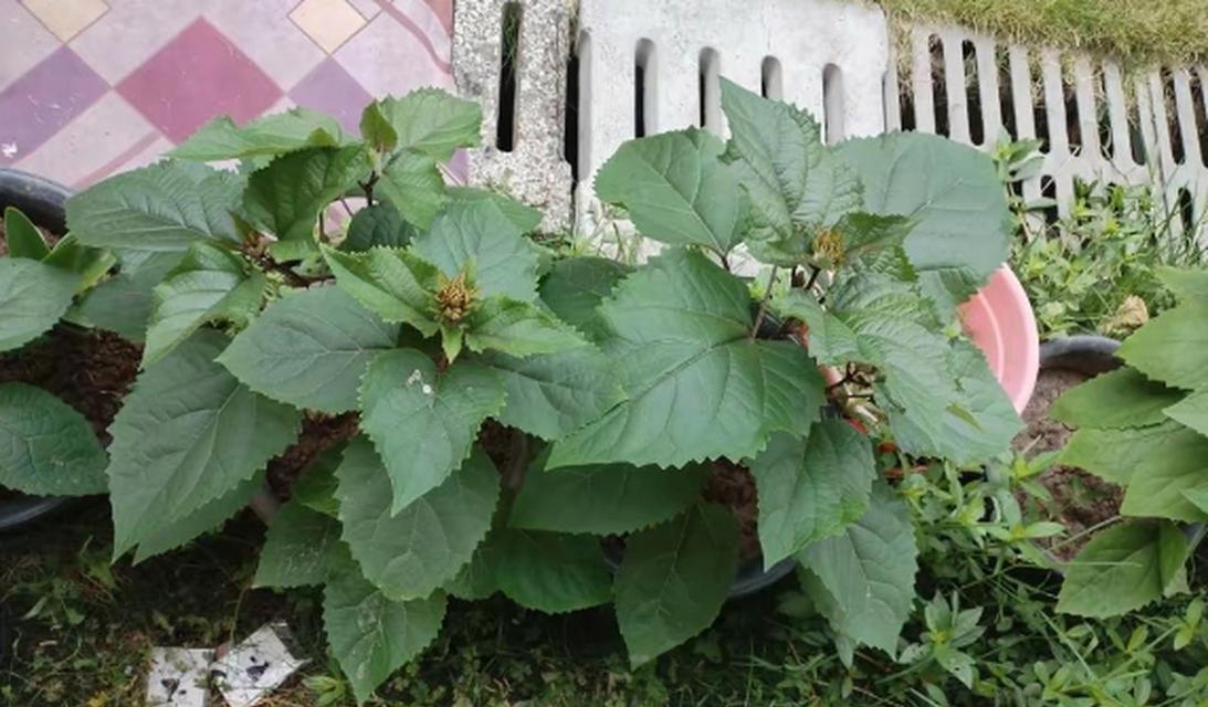 牡丹花不开花的常见原因及解决方法是什么？
