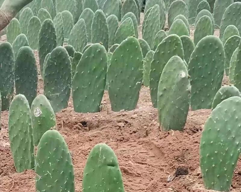 家园半墙仙人掌种植技巧是什么？