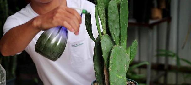 家园半墙仙人掌种植技巧是什么？