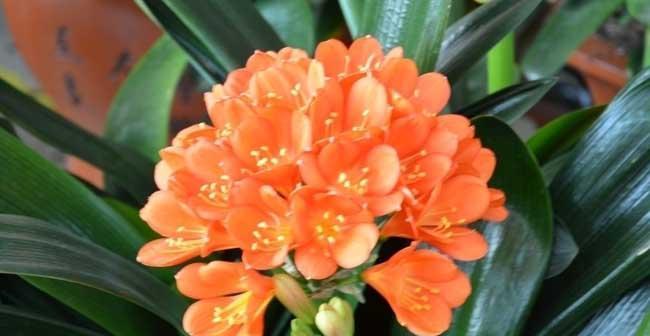 君子兰开花前花苞什么样？如何判断君子兰即将开花？