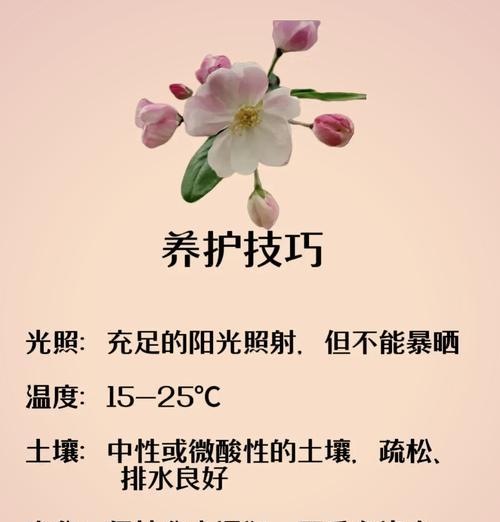 海棠花与玫瑰花的区分方法是什么？