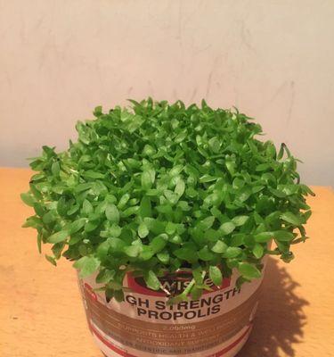 仙人掌花籽栽种步骤是什么？怎样提高发芽率？