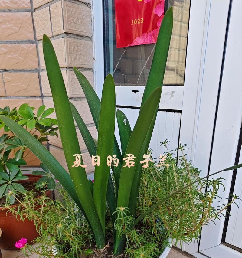 名贵君子兰有哪些品种？各自的特性是什么？