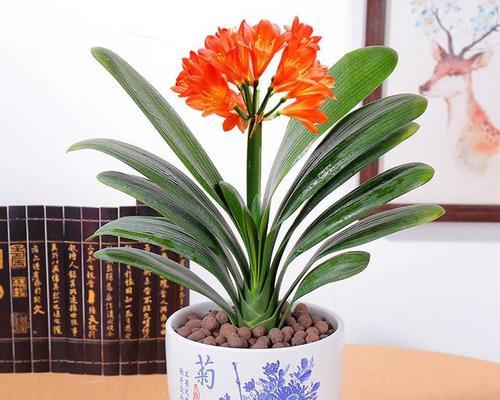 名贵君子兰有哪些品种？各自的特性是什么？