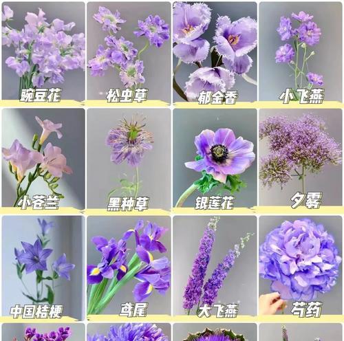 紫牡丹花的日常养护和管理要点是什么？