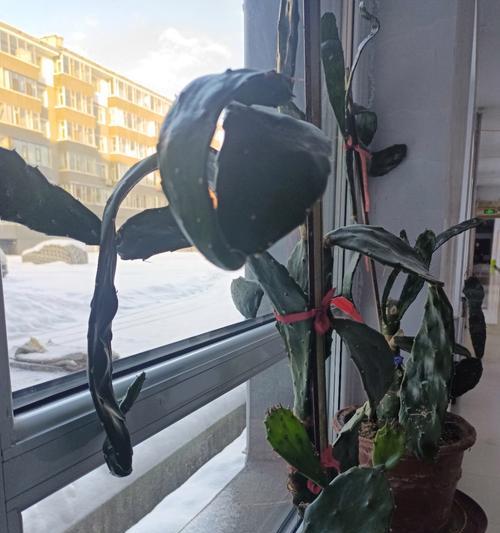 仙人掌种植后正确的储存方法是什么？