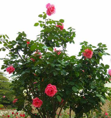 哪种玫瑰花品种能长成树？