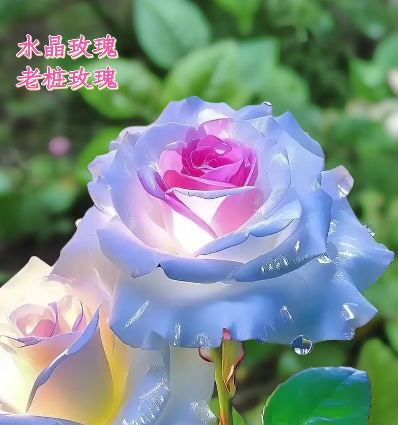 哪种玫瑰花品种能长成树？