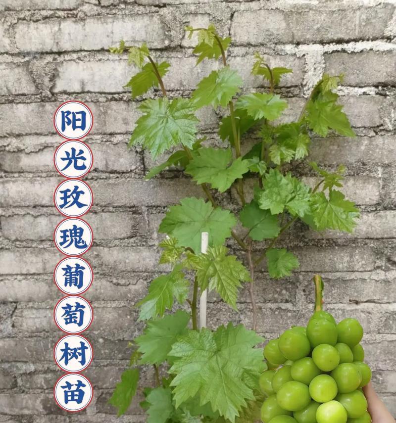 哪种玫瑰花品种能长成树？