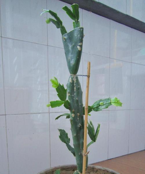 嫁接仙人掌三棱箭的正确使用方法是什么？